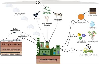 Grounding United States policies and programs in soil carbon science: strengths, limitations, and opportunities